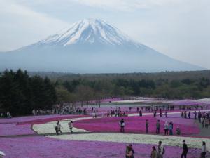 芝桜のバックが富士山だと映える