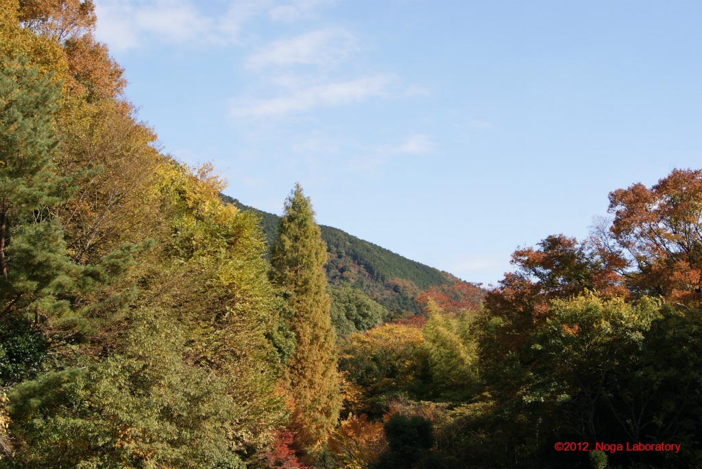 ちらほら紅葉が見える ちらほら紅葉が見える