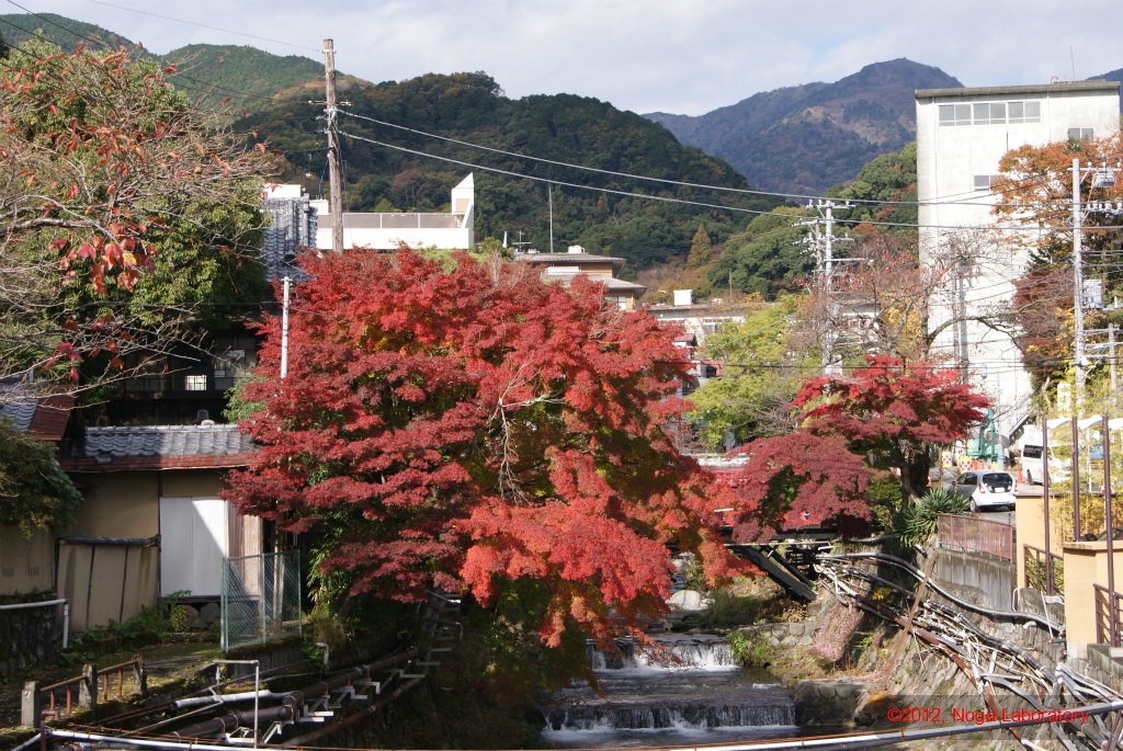 川べりから紅葉 川べりから紅葉